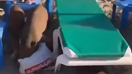 This is the moment a group of wild boar in search of food startled bathers on a Marbella beach