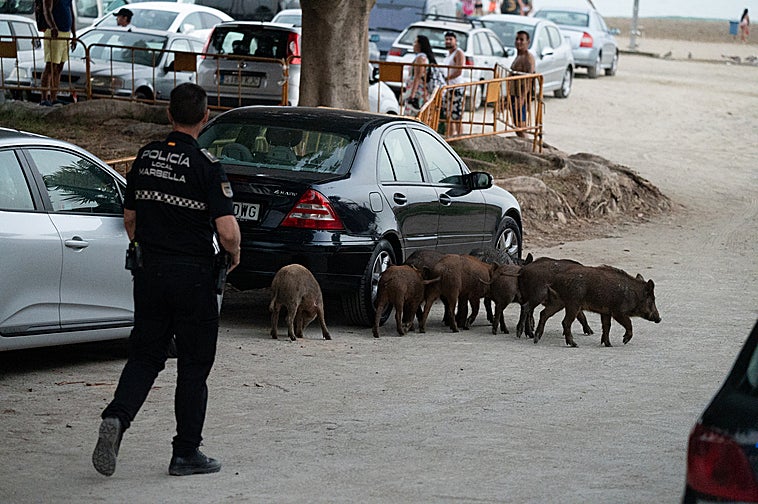A herd of wild boar in the vicinity of Marbella’s El Cable beach.