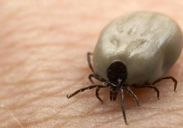 Tick infestation reaches Andalucía region, which is on alert for Lyme disease