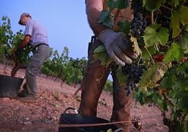 Javier and Francisco Trujillo harvesting the black grapes in Mollina in inland Malaga province.