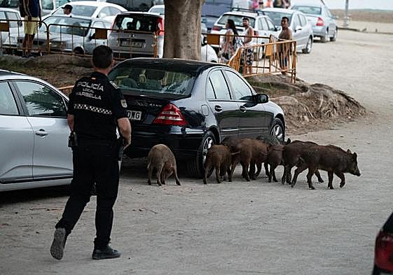 A herd of wild boar in the vicinity of Marbella’s El Cable beach.