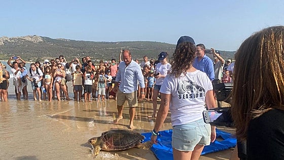 Five loggerhead turtles recovered from Bolonia beach are returned to their natural environment