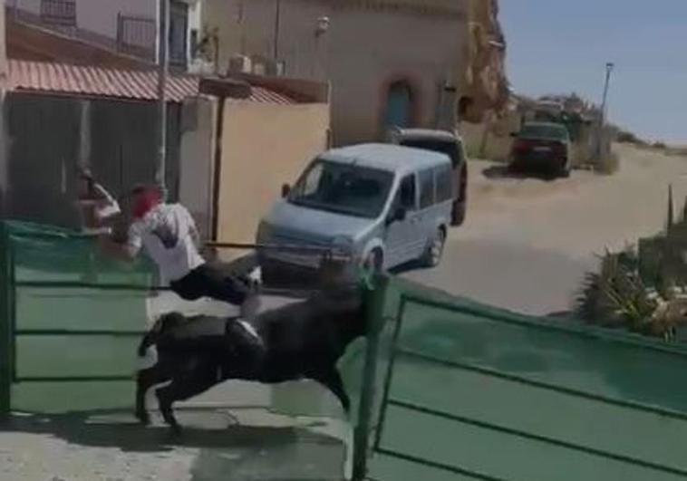 Three animals that escaped from bull-running event in Andalucía shot dead by police