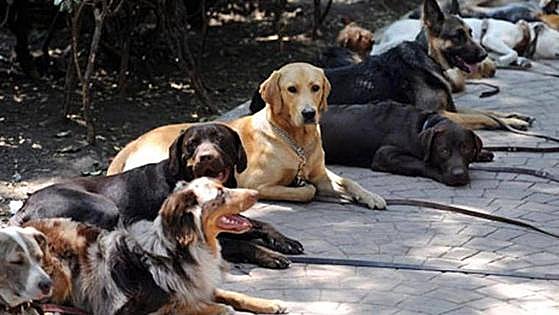 Do you have a pet dog at home? From September you will have to take out compulsory insurance in Spain