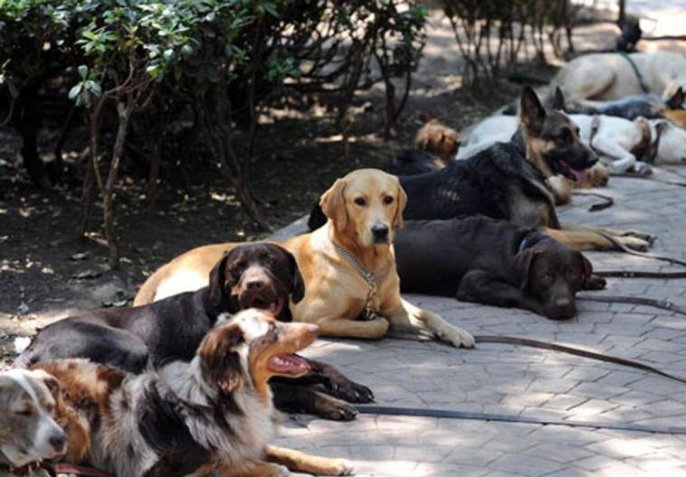 Do you have a pet dog at home? From September you will have to take out compulsory insurance in Spain