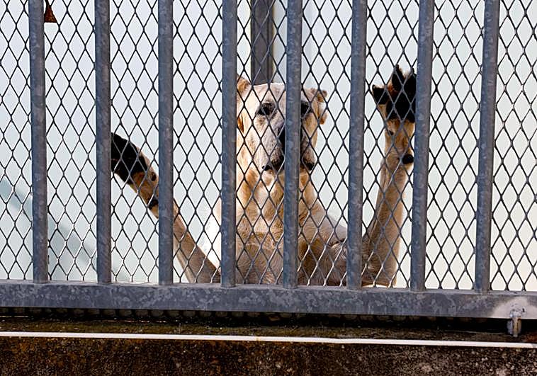 Man arrested for scamming owners of stolen pets in Spain and then calling them to mock them