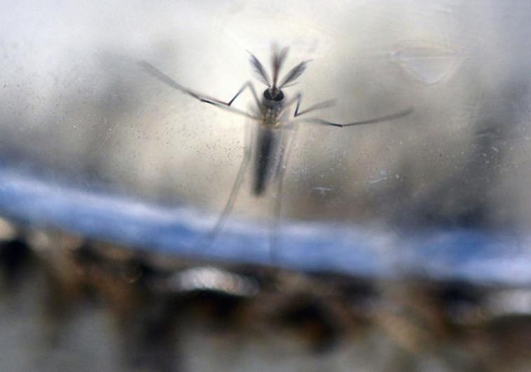 Experts warn of &#039;unleashed&#039; spread of tiger mosquitoes in Spain and offer advice on what you can do to stop them