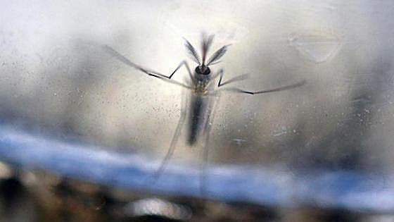 Experts warn of 'unleashed' spread of tiger mosquitoes in Spain and offer advice on what you can do to stop them