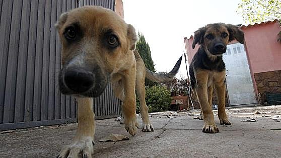 These are the 10 most important changes that Spain's new animal welfare law will bring about from September onwards