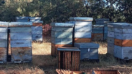 A bear in search of honey destroys several beehives in Spain