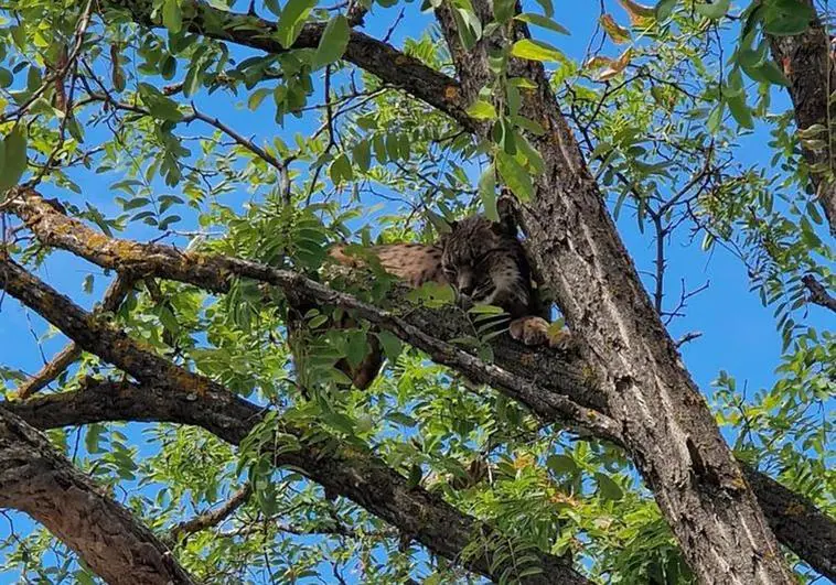 The operation to rescue the lynx from the tree in an urban area of Úbeda (Jaén province).