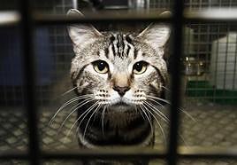 These are the major changes that all cat owners should know about when Spain's Animal Welfare Act comes into effect
