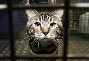 These are the major changes that all cat owners should know about when Spain's Animal Welfare Act comes into effect
