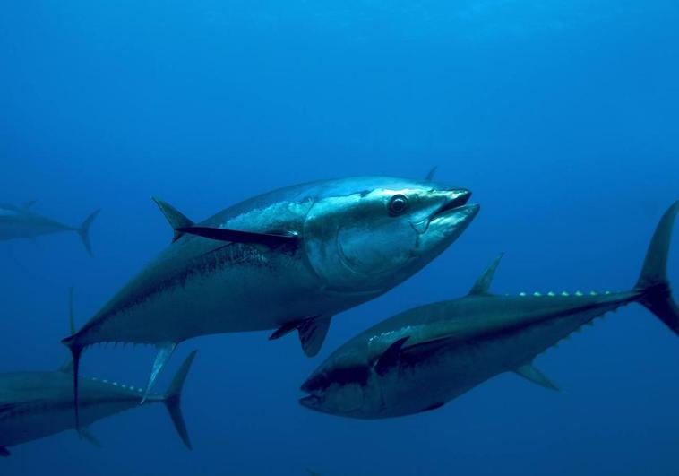 Bluefin tuna fishing season ends off Gib