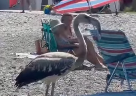 The young flamingo startled beachgoers with its sudden appearance.