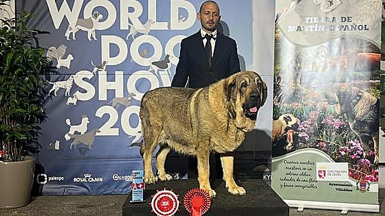 This is Barquera de Filandón, the best Spanish mastiff in the world