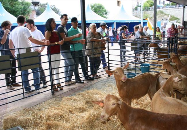 The Malaga goat is celebrated in Casabermeja.