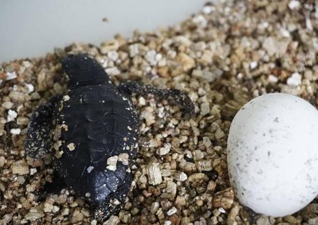 Imagen secundaria 1 - Some of the loggerhead turtles hatched at Bioparc Fuengirola.