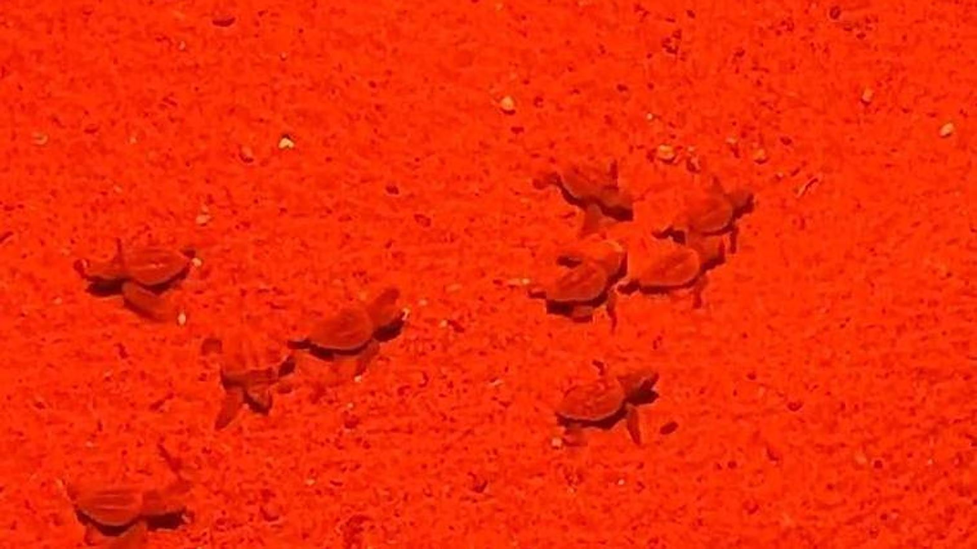 Watch as more than 30 loggerhead turtles hatch on Costa del Sol beach - Vimarsana News