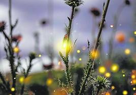 A firefly lights up at twilight.
