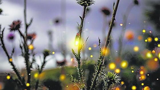 Iberian fireflies light up the night