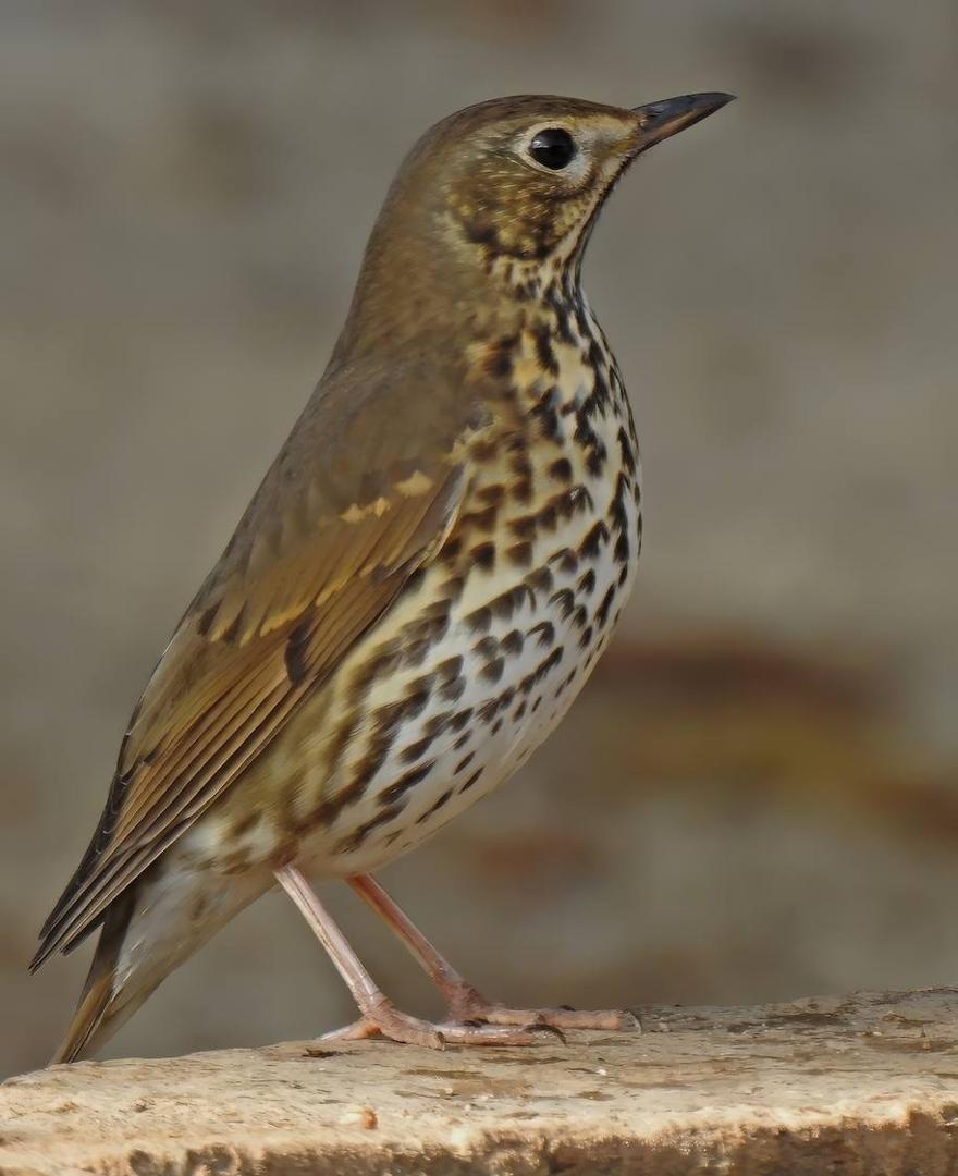 The song thrush | Sur in English