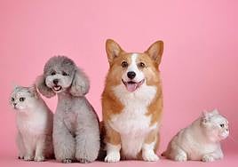 Torremolinos to create new register of pets