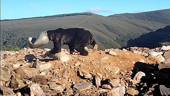 Watch as experts rush to aid of wild brown bear in Spain with its head stuck in a plastic drum