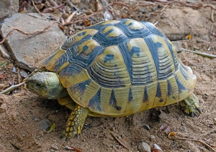 Tortoise released into Gibraltar's National Park to repopulate