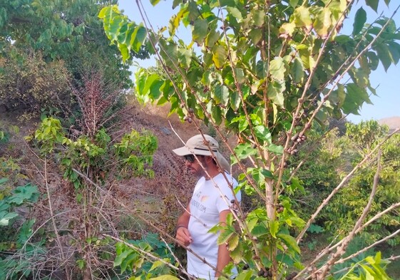 Manuel and his coffee trees.