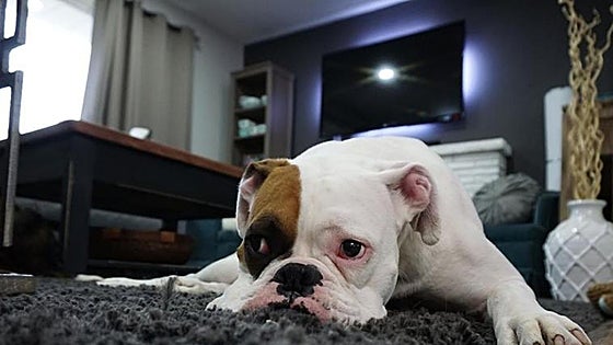 From the end of this week this is the maximum time pets in Spain can be left home alone