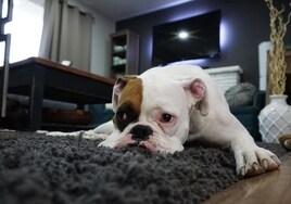 From the end of this week this is the maximum time pets in Spain can be left home alone