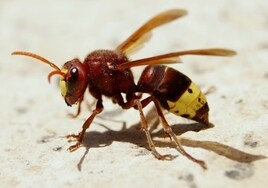 Dreaded Oriental hornets spotted for the first time in Malaga city