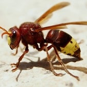 The Oriental hornet has a distinguishable yellow forehead and abdomen.