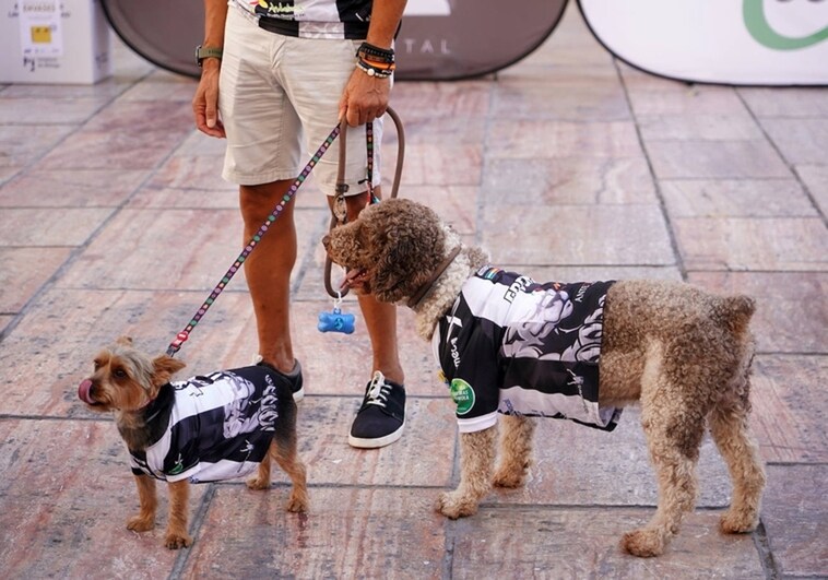 An owner with his two dogs in Madrid.