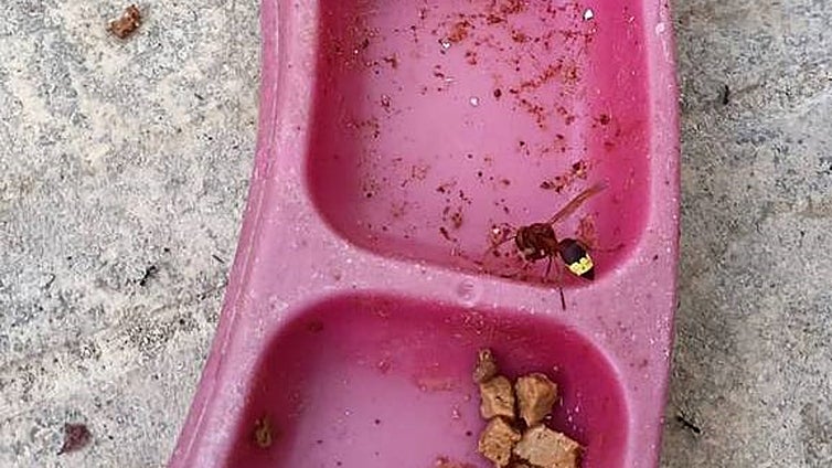 Malaga city, Marbella, Mijas and now Ronda: Oriental hornet continues its advance across the province