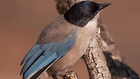 Autumn birds in the south of Spain