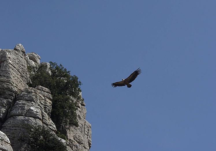 Among other birds, the Torcal is flown over by the griffon vulture.