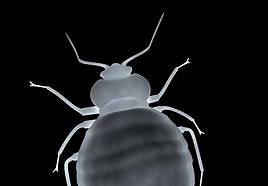 Bedbugs and other pests are back thanks to climate change