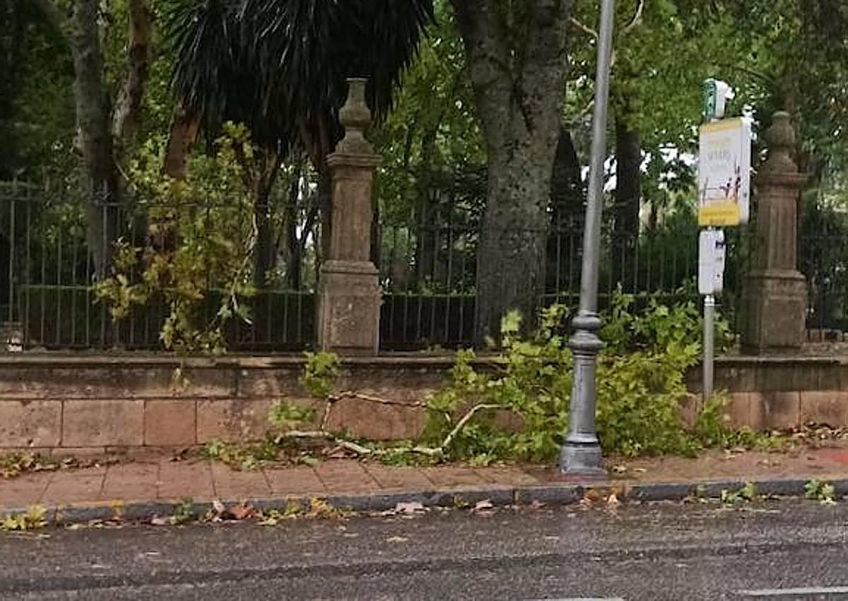 Imagen secundaria 1 - In pictures: Storm leaves fallen branches, flooded streets and power cuts across Malaga province
