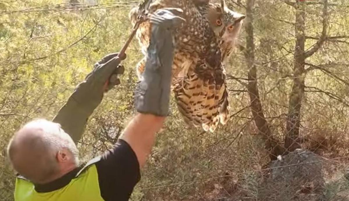Watch as police rescue a trapped eagle owl from a barbed wire fence in Malaga