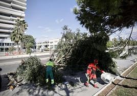 The result of the strong winds in Malaga, a few days ago.