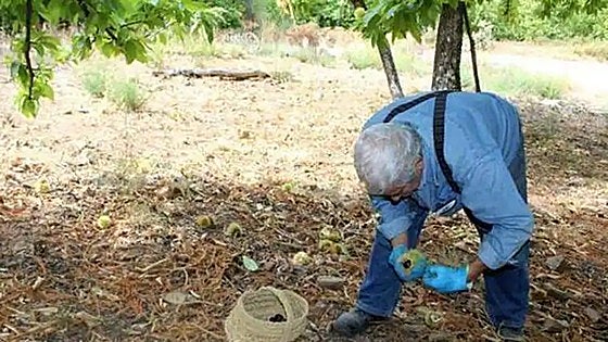 Serranía de Ronda's Genal Valley suffers its 'worst' chestnut harvest due to heat and drought