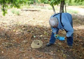 Serranía de Ronda's Genal Valley suffers its 'worst' chestnut harvest due to heat and drought