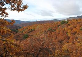 The famous 'Copper Forest' starts to colour the Genal valley in the Serranía de Ronda
