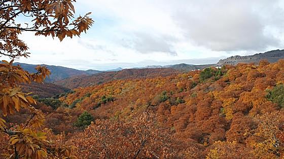 The famous 'Copper Forest' starts to colour the Genal valley in the Serranía de Ronda