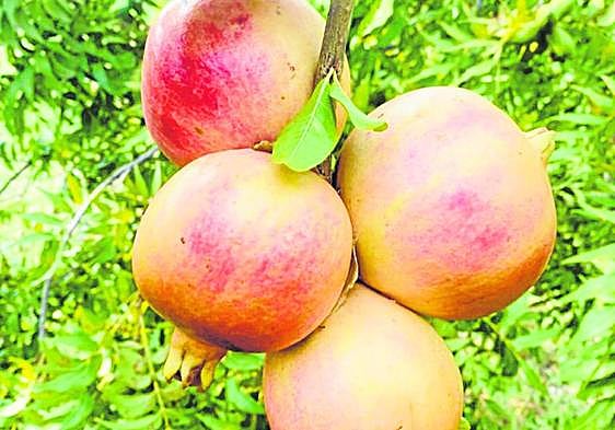 Pomegranate, the fruit of the autumn