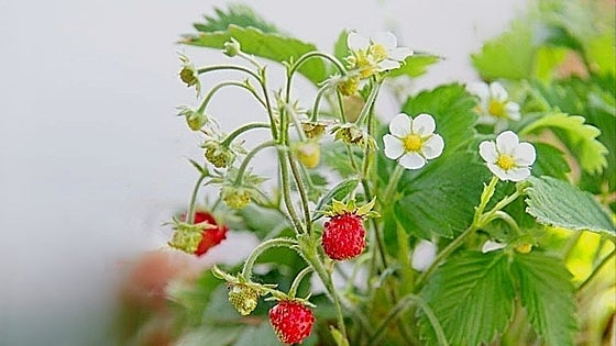 Fifty years of cultivating smaller but sweeter wild strawberries in Malaga province