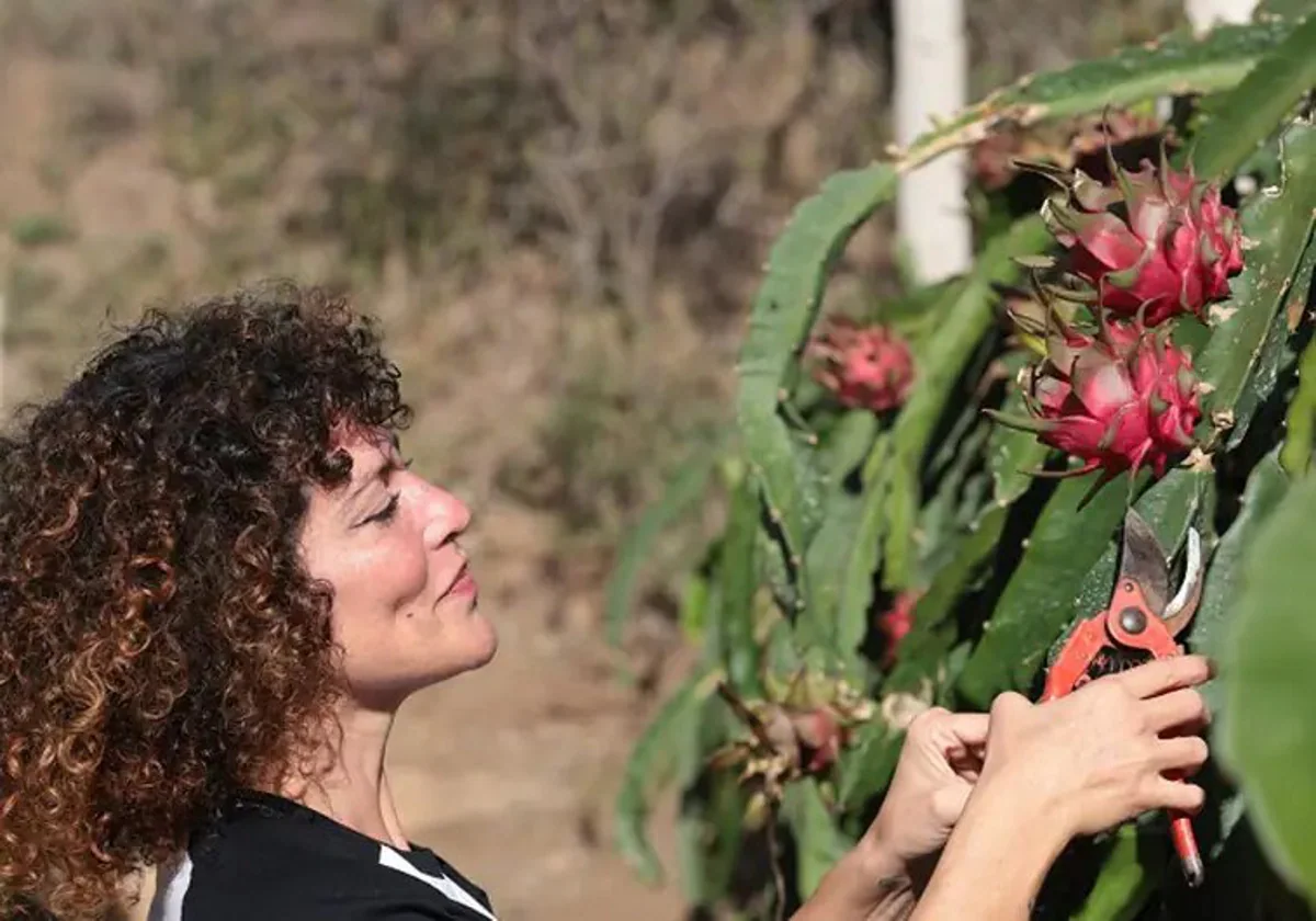 Rocío Madrid cuts one of the pitayas found on her farm La Mística.