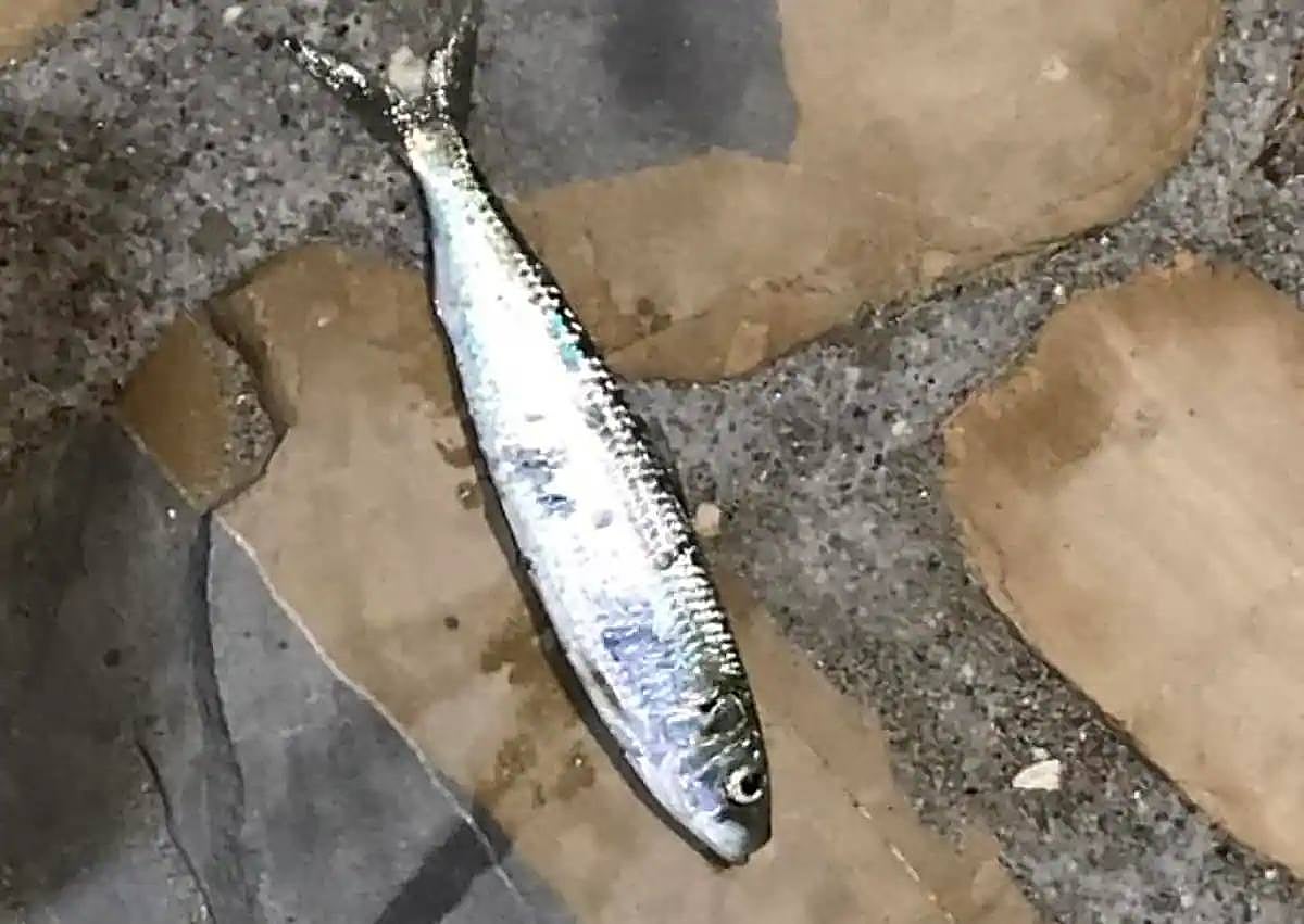 Imagen secundaria 1 - The sardinella in Nerja and bottom left, the shrimps in Torrox.